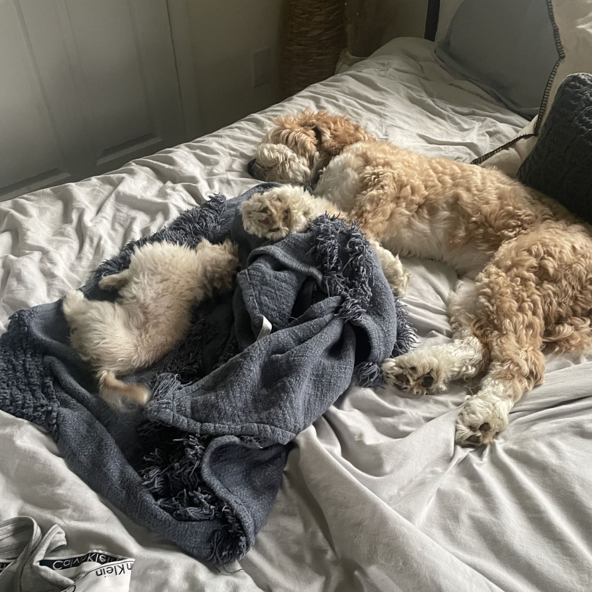 image of dog sleeping on a bed